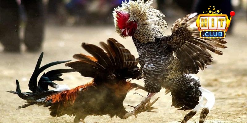 Đá Gà Cựa Sắt